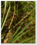 European pine sawflies (<em>Neodiprion sertifer</em>)