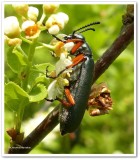 Blister beetle (<em>Lytta sayi</em>)