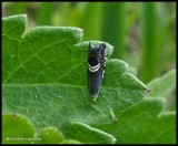 Clover-head moth (<em>Grapholita interstinctana</em>), #3439