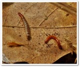 Wireworms, larvae of Click Beetles (Elateridae)