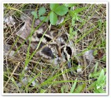American woodcock  juvenile