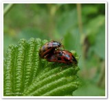 Alder leaf beetles (<em>Chrysomela mainensis</em>)