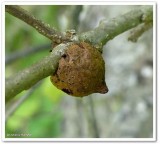 Rough bullet oak gall 