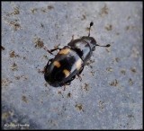 Four-spotted sap-feeding beetle  (<em>Glischrochilus quadrisignatus</em>)
