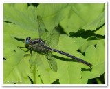 Horned clubtail (Arigomphus cornutus)