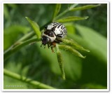 Willow calligrapha beetle  (<em>Calligrapha multipunctata</em>)