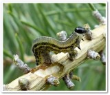 European pine sawfly (<em>Neodiprion sertifer</em>)