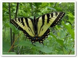 Canadian tiger swallowtail  (<em>Papilio canadensis</em>)