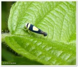 Saddled leafhopper  (<em>Colladonus clitellarius</em>)