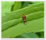 Leafhopper  (<em>Subgenus Cloanthanus</em>)