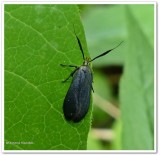Moth (Dichomeris nonstrigella), #2307