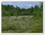 Cottongrass  (<em>Eriophorom</em>) at the bog