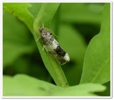 Poplar leafroller (<em>Pseudosciaphila duplex</em>), #2769