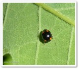 Ladybeetle (<em>Brachiacantha</em> sp.)