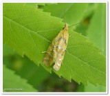 Tortricid moth   (<em>Phtheochroa vitellinana</em>), #3825