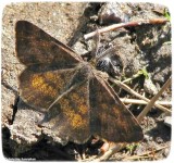 Cranberry spanworm moth (<em>Ematurga amitaria</em>), #6436