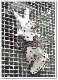 White furcula  moth  (<em>Furcula borealis</em>), #7936
