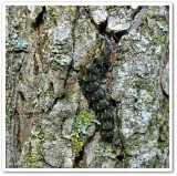 Painted lichen moth caterpillar  (<em>Hypoprepia fucosa</em>), #8090