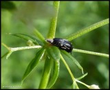 Tumbling flower beetle (<em>Mordella</em> sp.)