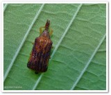 Basswood leaf miner (<em>Baliosus nervosus</em>)