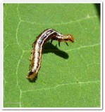 Borer moth caterpillar (<em>Papaipema</em>)