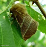 Eastern tent caterpillar moth (<em>Malacosoma americana</em>), #7701