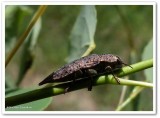 Metallic wood-boring beetle (<em>Dicerca tenebrica</em>)