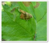 Three-lined leafroller moth (<em>Pandemis limitata</em>), #3594 ?