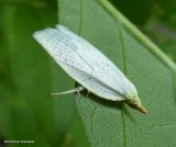 Maple-basswood leafroller moth (Cenopis pettitana), #3725