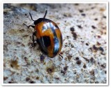Darkling Beetle  (<em>Diaperis maculata</em>)