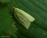 Maple-basswood leafroller moth  (<em>Cenopis pettitana</em>), #3725