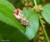 Leafroller moth (<em>Olethreutes hamameliana</em>), #2804