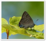 Banded hairstreak butterfly  (<em>Satyrium calanus</em>)