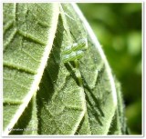 Eastern comma butterfly eggs (<em>Polygonia comma</em>) 