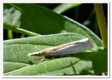 Girards grass veneer moth (<em>Crambus girardellus</em>), #5365