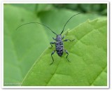 Longhorn beetle (<em>Hyperplatys aspersa</em>)