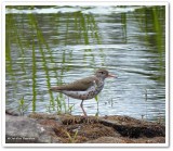 Spotted sandpiper