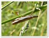 Double-banded grass veneer moth (<em>Crambus agitatellus</em>), #5362