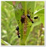 Treehopper (<em>Publilia</em>) adults and nymphs