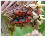 Milkweed beetles  (<em>Tetraopes tetrophthalmus</em>)