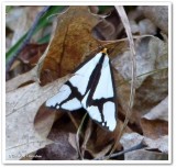 The neighbour moth (<em>Haploa contigua</em>), #8110