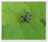 Longhorn beetle (<em>Hyperplatys aspersa</em>)