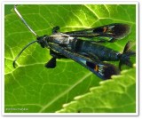 Virginia creeper clearwing moth (Albuna fraxini), #2532