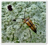 Longhorn beetle (<em>Etorofus subhamata</em>), female