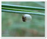 A tiny cocoon attached to a White Pine needle.