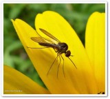 Bee fly (<em>Geron calvus</em>)