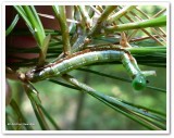 Brown-spotted zale caterpillar (<em>Zale helata</em>), #8704