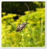 Longhorn beetle (<em>Microgoes oculatus</em>)