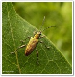 Aquatic leaf beetle (Donaciinae)