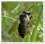 Leafcutter bee (Megachilid)